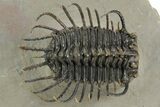 Spiny Koneprusia Trilobite - Foum Zguid, Morocco #353077-1